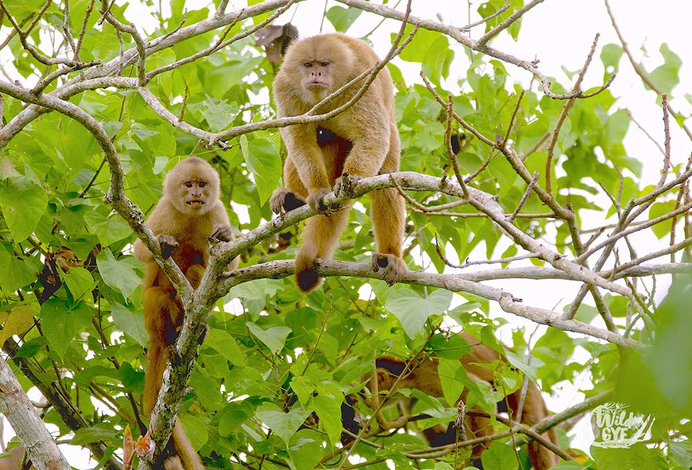 capuchinos familia bosque cerro blanco