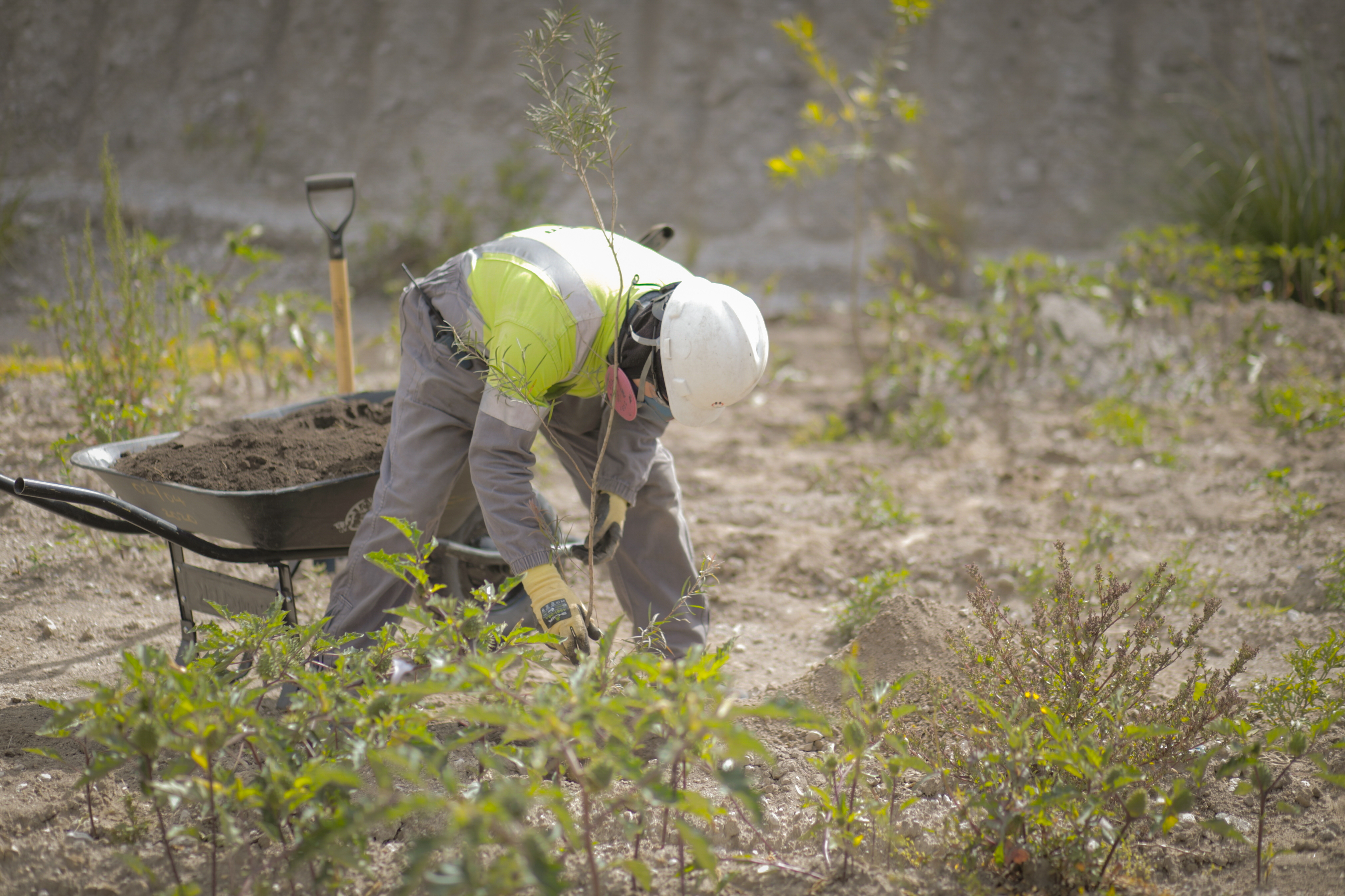 plt reforestacion ago 92 1 plt reforestacion ago 92 1