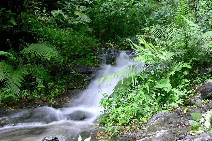 sendero canoa bosque cerro blancp