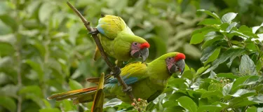 banner bosque protector.jpg