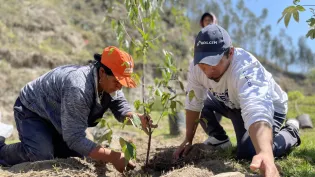 reforestacion latacunga