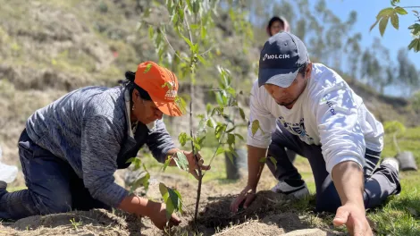 reforestacion latacunga
