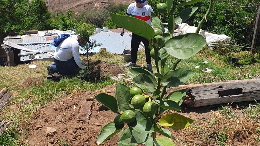 Voluntariado de reforestación