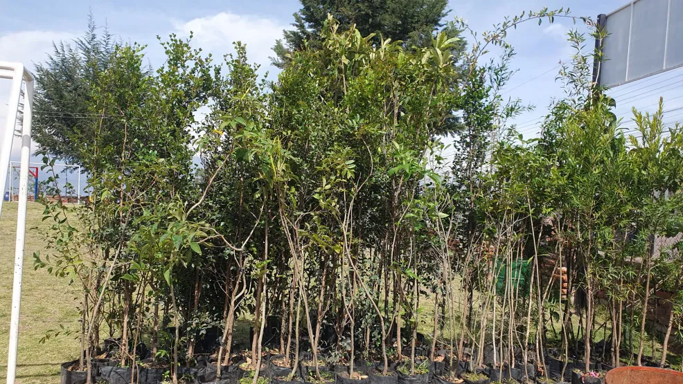 Voluntariado de reforestación