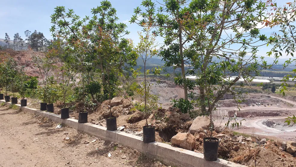 Voluntariado de reforestación