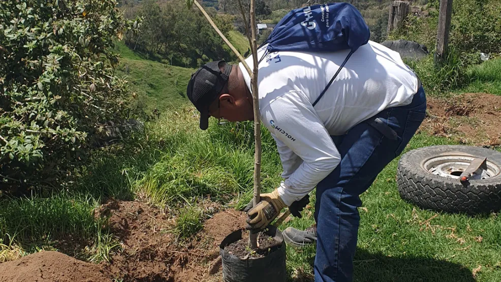 Voluntariado de reforestación